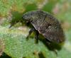 Odontotarsus purpureolineatus