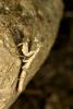 62229 – Photo : Michel Renou – France (26)