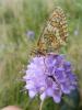 62766 – Photo : Philippe JANSSEN – France (69)
