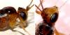 Mesochorinae inconnu