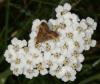 62240 – Photo : Pelouard – France (72)