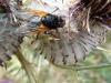 Mesembrina meridiana