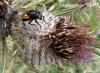 Mesembrina meridiana