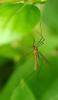 62056 – Photo : Gerard BOULAY – France (45)