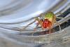 62849 – Photo : A. Henrard – Belgique
