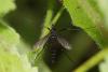 62901 – Photo : Jean-Laurent HENTZ – France (30)