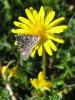 62823 – Photo : S. Regnard – France (73)