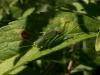 Phaneroptera sp.