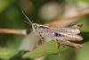 62352 – Photo : Marc Solari – France (68)