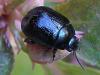 62488 – Photo : Jean DEXHEIMER – France (40)