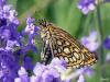62096 – Photo : Lison Bouychou – France (09)