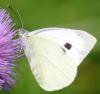 62267 – Photo : David Guedon – France (76)