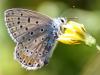 62266 – Photo : David Guedon – France (76)