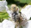 62389 – Photo : David Guedon – France (76)