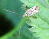 62840 – Photo : David Guedon – France (76)
