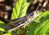62333 – Photo : David Guedon – France (76)
