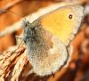 62125 – Photo : David Guedon – France (76)