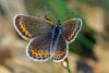 62957 – Photo : Bernard DELEFOSSE – France (84)