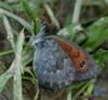 62202 – Photo : Pelouard – France (74)