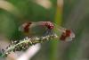 62741 – Photo : Bernard DELEFOSSE – France (26)