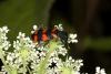 62269 – Photo : Michel Renou – France (26)