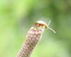 62587 – Photo : Renaud Torres – France (44)
