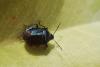 62331 – Photo : basc – France (20)