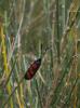 62999 – Photo : Michel Renou – France (26)