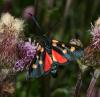 62158 – Photo : Pelouard – France (74)