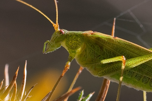 Patrick Nourdin - Phaneroptera falcata - réf. 62471 (640 x 427 pixels, 122 ko)