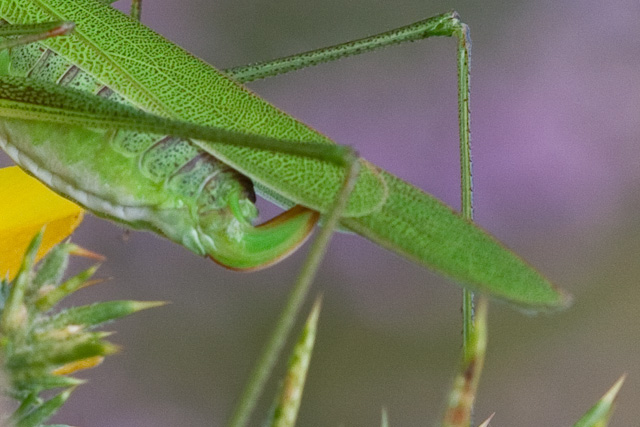 Patrick Nourdin - Phaneroptera falcata - réf. 62496 (640 x 427 pixels, 124 ko)