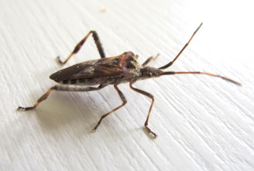 Druet Nicole - Leptoglossus occidentalis - réf. 62858 (500 x 337 pixels, 36 ko)