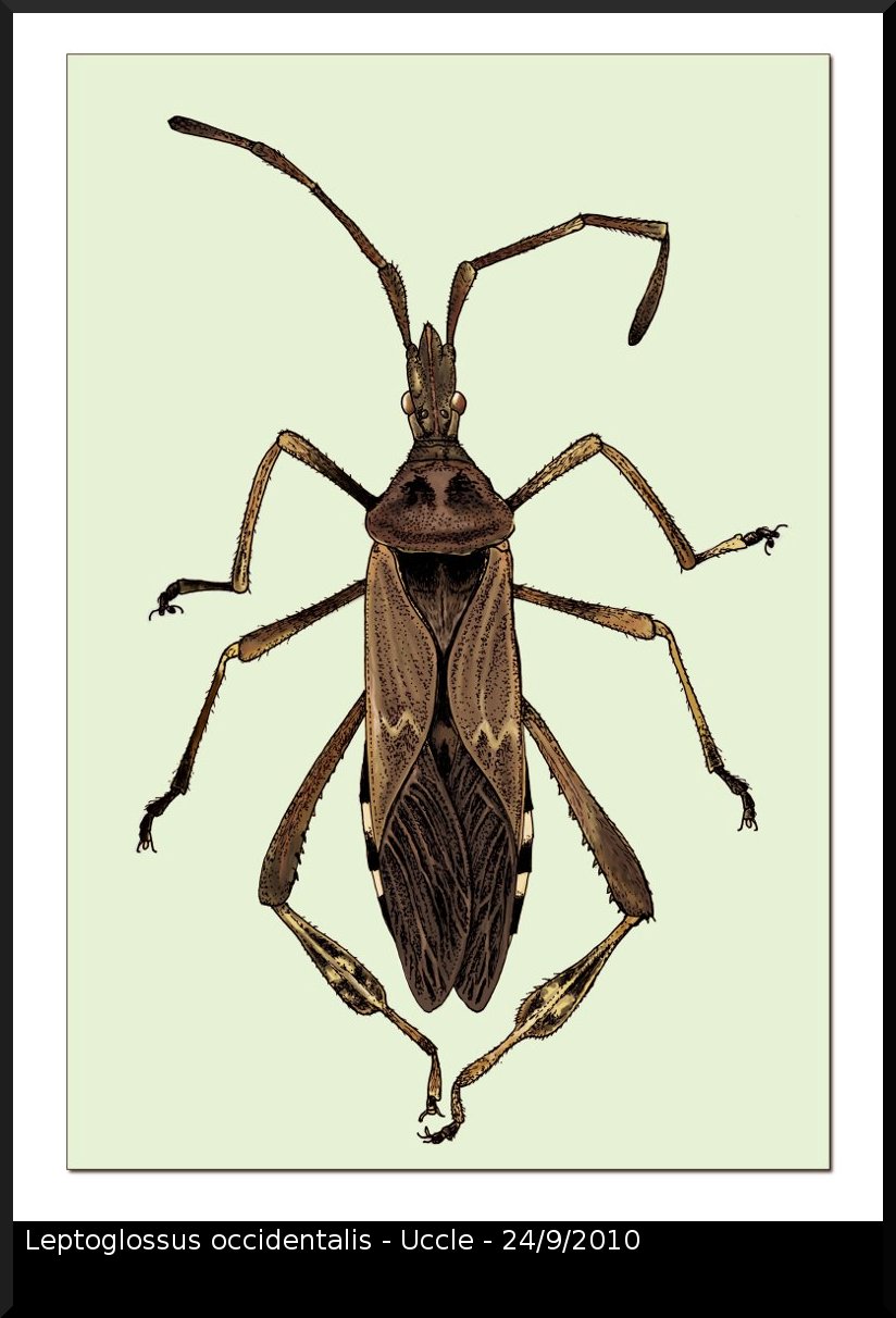 Patrice Deramaix - Leptoglossus occidentalis - réf. 62919 (824 x 1212 pixels, 104 ko)