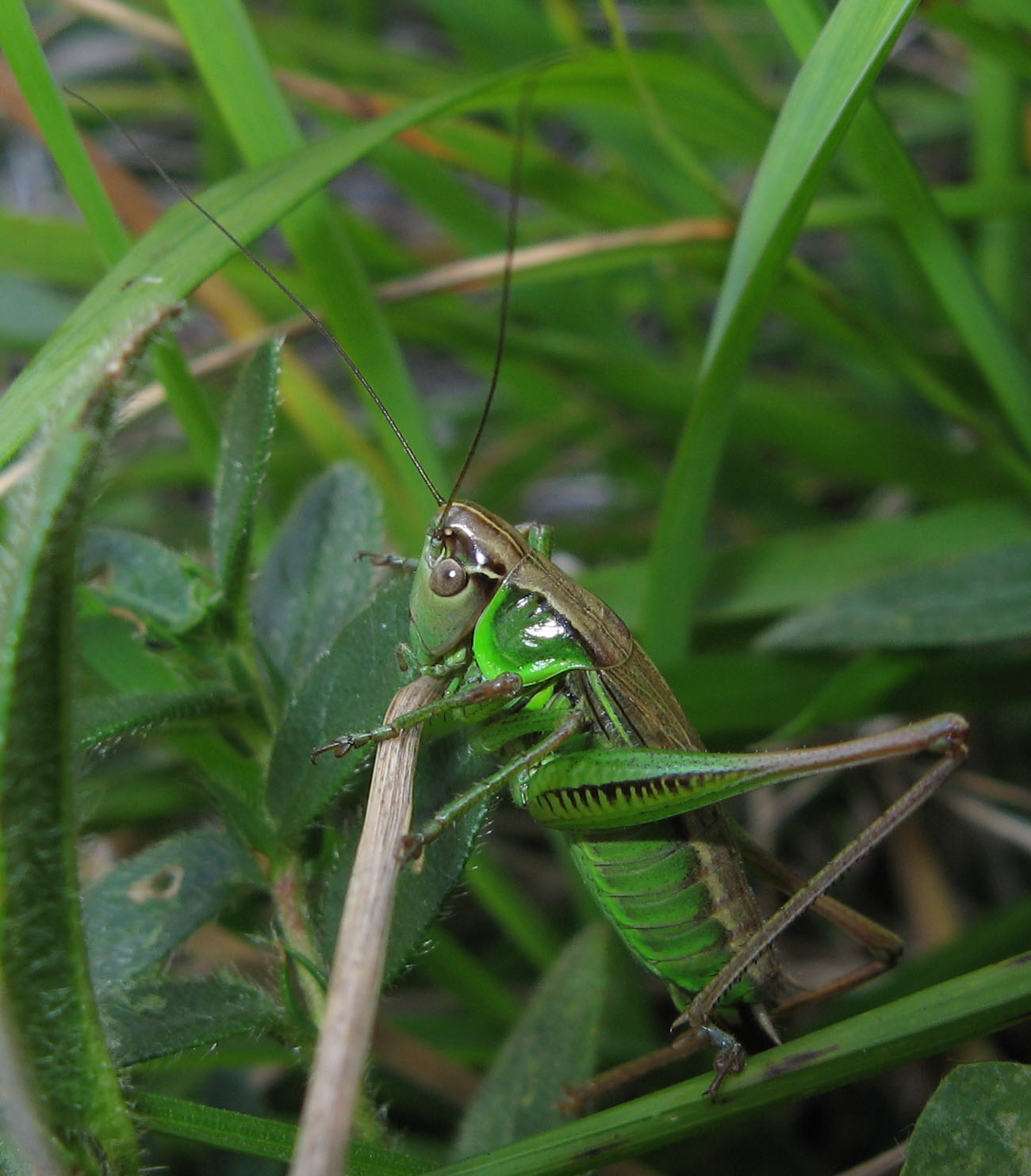 gyps - Roeseliana roeselii - réf. 62872 (1300 x 1484 pixels, 217 ko)