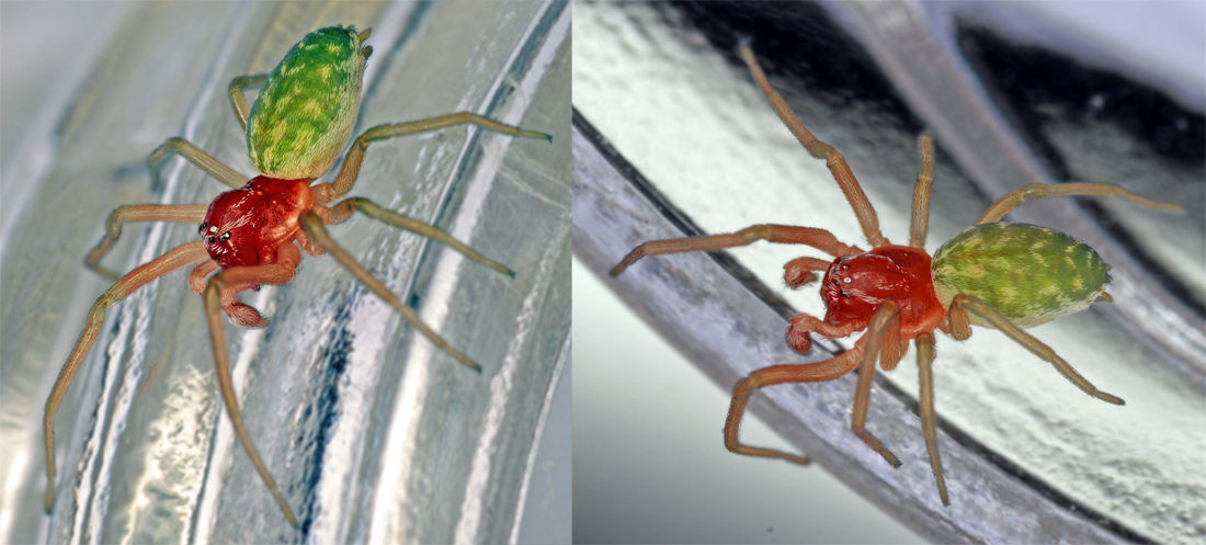 A. Henrard - Nigma walckenaeri - réf. 62848 (1100 x 497 pixels, 212 ko)