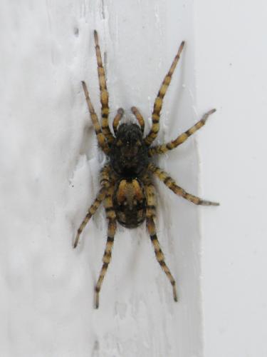 Arctosa perita