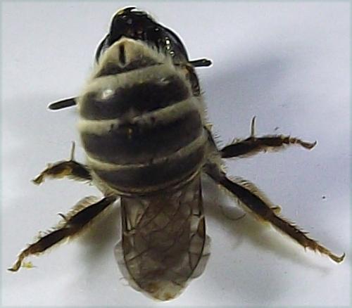 Halictus sp.