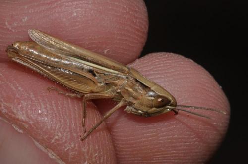 Réf. 63 115 : Euchorthippus elegantulus