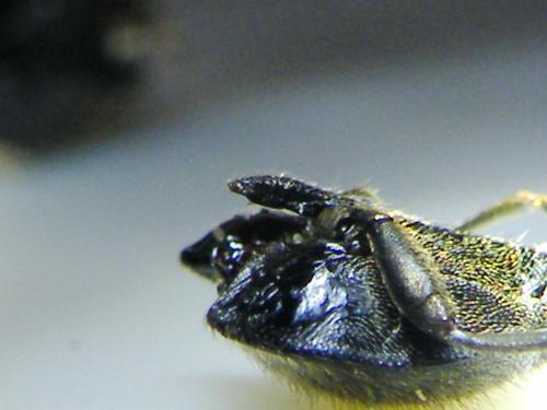 Hemicrepidius hirtus