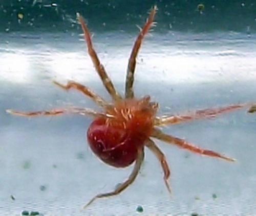 Anystis sp.