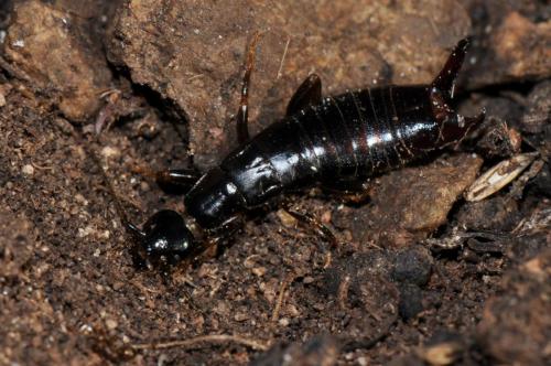 Euborellia moesta
