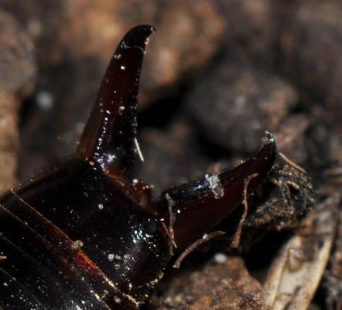 Réf. 63 419 : Euborellia moesta