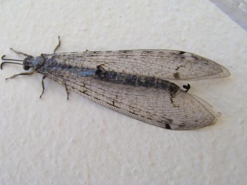 Réf. 63 913 : Distoleon tetragrammicus