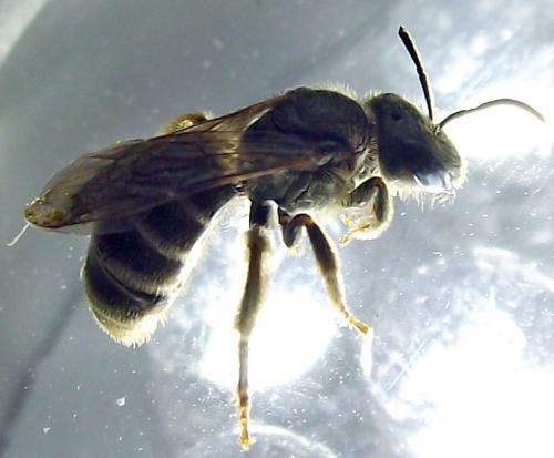 Halictus sp.