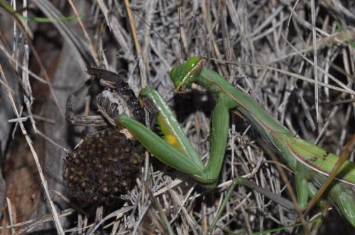 Mantis religiosa