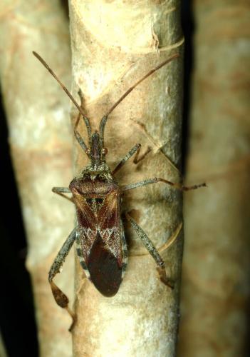 Réf. 63 424 : Leptoglossus occidentalis