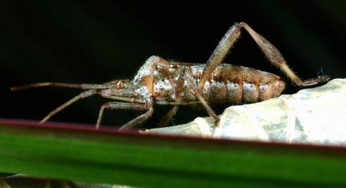 Leptoglossus occidentalis
