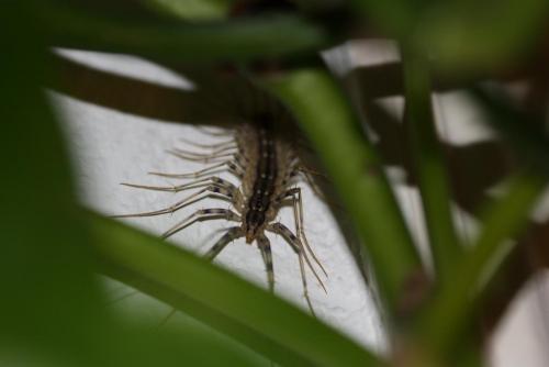 Réf. 63 486 : Scutigera coleoptrata