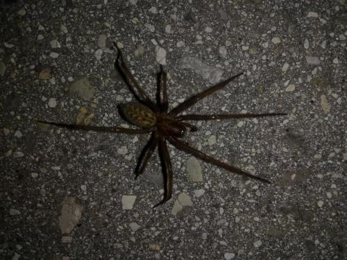 Tegenaria sp.