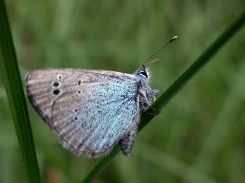 Glaucopsyche alexis
